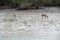 Young chital deer, Axis axis, Mangrove forest, Sundarbans, Ganges delta, India