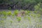 Young chital deer, Axis axis, Mangrove forest, Sundarbans, Ganges delta, India