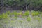 Young chital deer, Axis axis, Mangrove forest, Sundarbans, Ganges delta, India