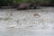 Young chital deer, Axis axis, Mangrove forest, Sundarbans, Ganges delta, India