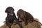 Young Chocolate Black Labrador Retriever puppies