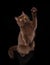 Young chocolate british cat