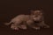 Young chocolate british cat on dark brown