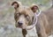 Young Chocolate and white Pitbull Terrier dog rescue