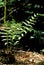 Young Cinnamon Fern   60488