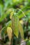 Young cinnamon plant leaves with holes, eaten by pests