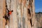 Young climber hanging by a cliff.