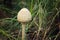 Young closed mushroom umbrella