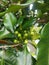 young clove trees before harvesting