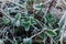 Young clover leaves covered with white hoarfrost. Autumn or spring frost