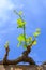 Young cluster of grapes in blossom on old grape vine on vineyard