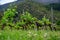 Young cluster of grapes in blossom on old grape vine on vineyard in Cantabria, Spain