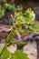 Young cluster of grapes blossoming on old grape plant on vineyard