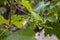 Young cluster of grapes blossoming on old grape plant on vineyard