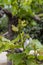 Young cluster of grapes blossoming on old grape plant on vineyard