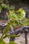 Young cluster of grapes blossoming on old grape plant on vineyard