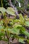 Young cluster of grapes blossoming on old grape plant on vineyard