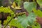 Young cluster of grapes blossoming on old grape plant on vineyard