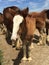 Young Clydesdale at the Warm Springs Ranch