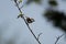 young coal tit perched