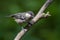 Young Coal tit perched on thin branch