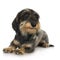 Young Coarse haired Dachshund