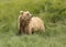 Young Coastal Brown Bear