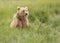 Young Coastal Brown Bear