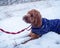 A young Cockapoo lying in the snow with purple coat