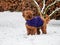 Young Cockapoo playing in the snow