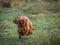 A young Cockapoo puppy running