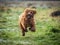 A young Cockapoo puppy running to its owner