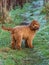 Young Cockapoo puppy waiting for owner