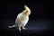 Young Cockatiel  isolated on black background