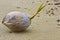 A young coconut fallen on the sandy beach