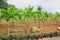 Young Coconut Palm Trees Plantation in countryside of Mauritius