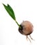 Young coconut tree plant isolated