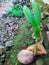 Young coconut tree shoots, ready to be planted, looks beautifull