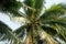young coconuts on coconut tree