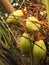 Young coconuts on the tree