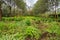 Young coffee plantations between rows of Thika