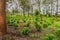 Young coffee plantations between rows of Thika