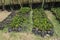 Young coffee seedlings on a plantation in Boquete Panama