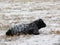 Young cold steer lays in white pasture as snow piles on his back