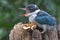 A young collared kingfisher is looking for prey in the bush.