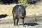 Young Collared Peccary