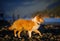 Young Collie dog walking on rocky beach