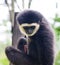 Young colobus monkey