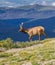 Young Colorado elk walks on ridge of Rocky Mountains in summer