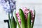 Young colored hyacinths in a box